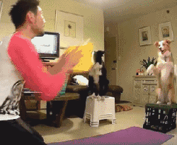 不敢养边牧，怕被说智商不如狗……-7.gif