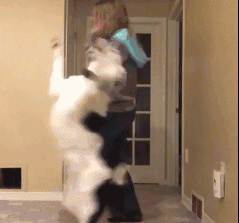 不敢养边牧，怕被说智商不如狗……-1.gif