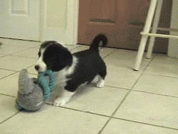 不敢养边牧，怕被说智商不如狗……-13.gif