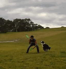 不敢养边牧，怕被说智商不如狗……-10.gif