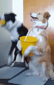 不敢养边牧，怕被说智商不如狗……-8.gif