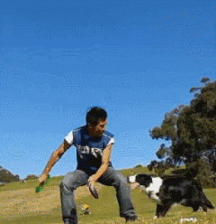 不敢养边牧，怕被说智商不如狗……-11.gif