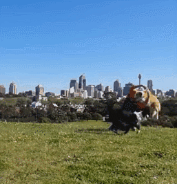 不敢养边牧，怕被说智商不如狗……-9.gif