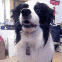 不敢养边牧，怕被说智商不如狗……-17.gif