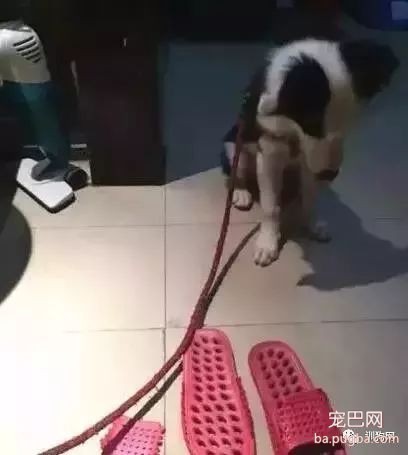 不敢养边牧，怕被说智商不如狗……-24.jpeg
