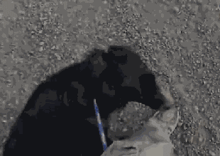 不敢养边牧，怕被说智商不如狗……-23.gif