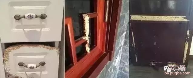 不敢养边牧，怕被说智商不如狗……-27.jpeg
