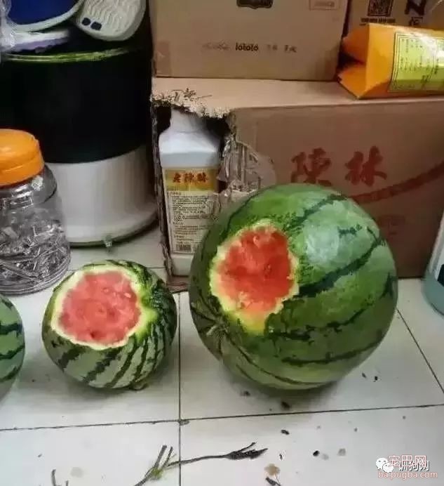 不敢养边牧，怕被说智商不如狗……-28.jpeg