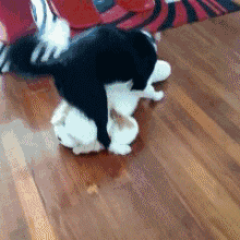 不敢养边牧，怕被说智商不如狗……-21.gif