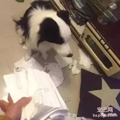 不敢养边牧，怕被说智商不如狗……-25.jpeg