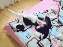 不敢养边牧，怕被说智商不如狗……-22.gif