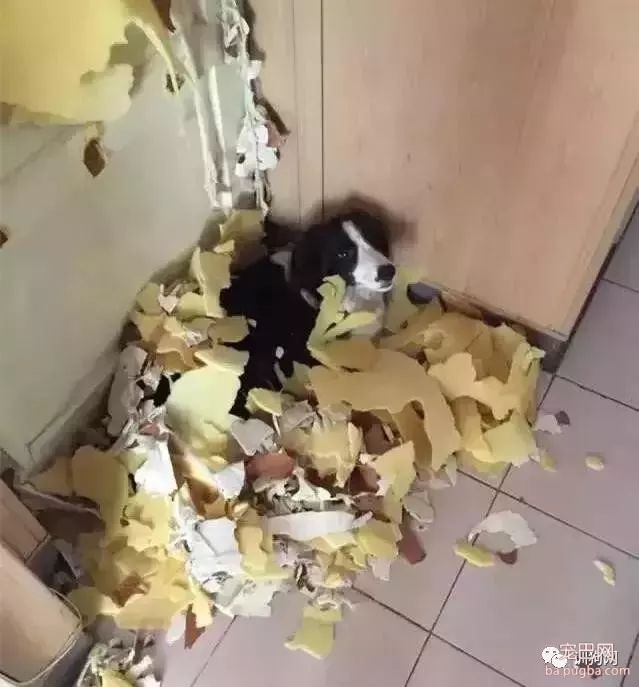不敢养边牧，怕被说智商不如狗……-26.jpeg