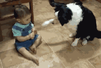 不敢养边牧，怕被说智商不如狗……-29.gif