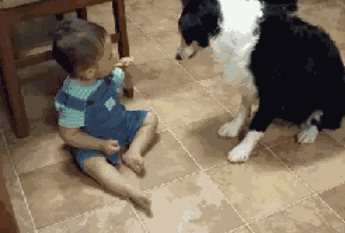 不敢养边牧，怕被说智商不如狗……-30.gif