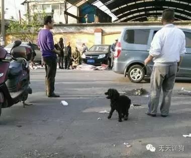 狗狗不是商品，它是我们的家人！！！-1.jpeg