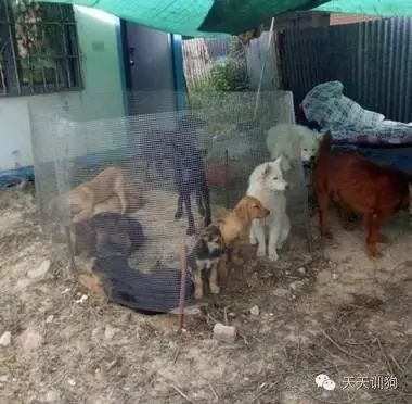 狗狗不是商品，它是我们的家人！！！-3.jpeg
