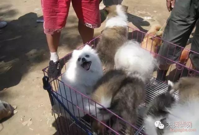 狗狗不是商品，它是我们的家人！！！-7.jpeg