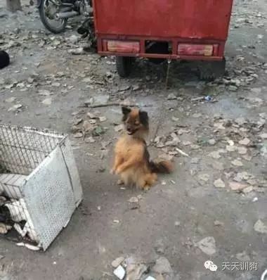 狗狗不是商品，它是我们的家人！！！-6.jpeg