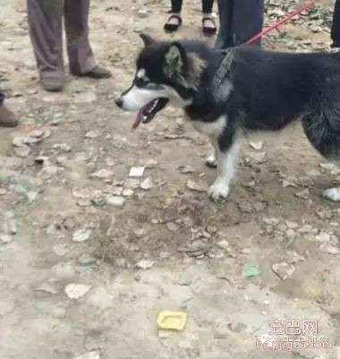 狗狗不是商品，它是我们的家人！！！-10.jpeg