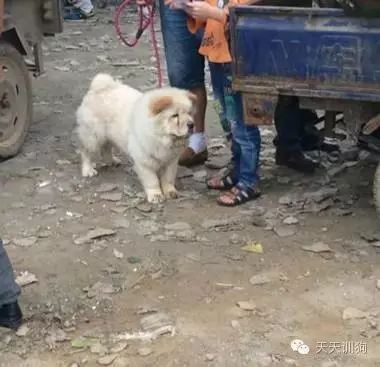狗狗不是商品，它是我们的家人！！！-13.jpeg