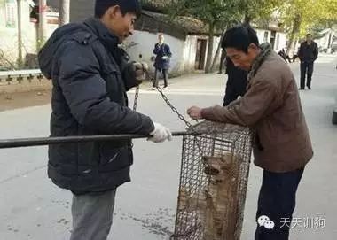 狗狗不是商品，它是我们的家人！！！-15.jpeg
