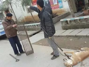 狗狗不是商品，它是我们的家人！！！-14.jpeg