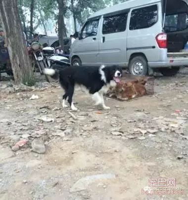 狗狗不是商品，它是我们的家人！！！-11.jpeg
