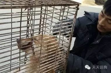 狗狗不是商品，它是我们的家人！！！-17.jpeg