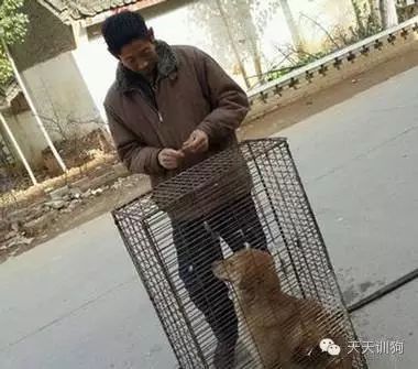 狗狗不是商品，它是我们的家人！！！-16.jpeg