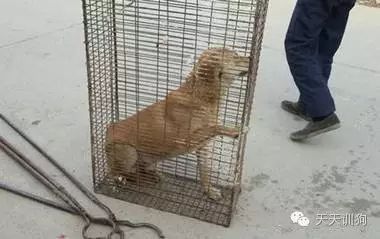 狗狗不是商品，它是我们的家人！！！-18.jpeg