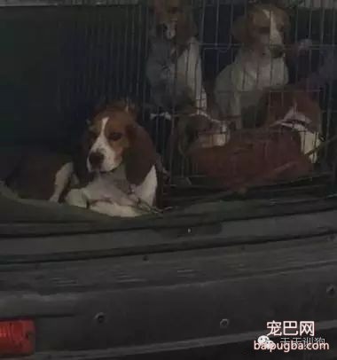 狗狗不是商品，它是我们的家人！！！-22.jpeg