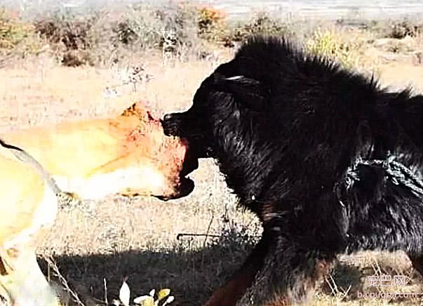 比特犬那么厉害，跟藏獒单挑谁厉害？藏獒：20分钟KO它-2.jpeg