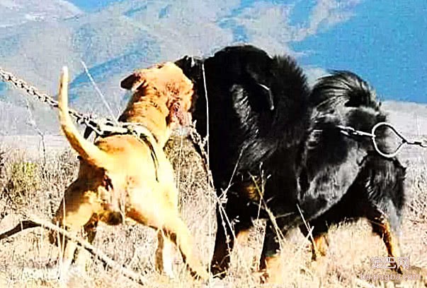 比特犬那么厉害，跟藏獒单挑谁厉害？藏獒：20分钟KO它-1.jpeg