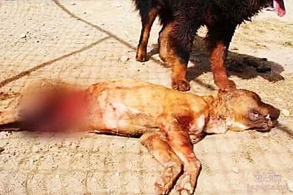 比特犬那么厉害，跟藏獒单挑谁厉害？藏獒：20分钟KO它-4.jpeg