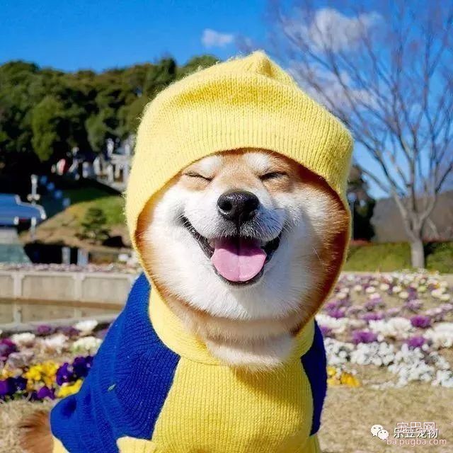 近日，一只柴犬因为会笑成为网红，网友：笑的这么美，不红都难！-1.jpeg