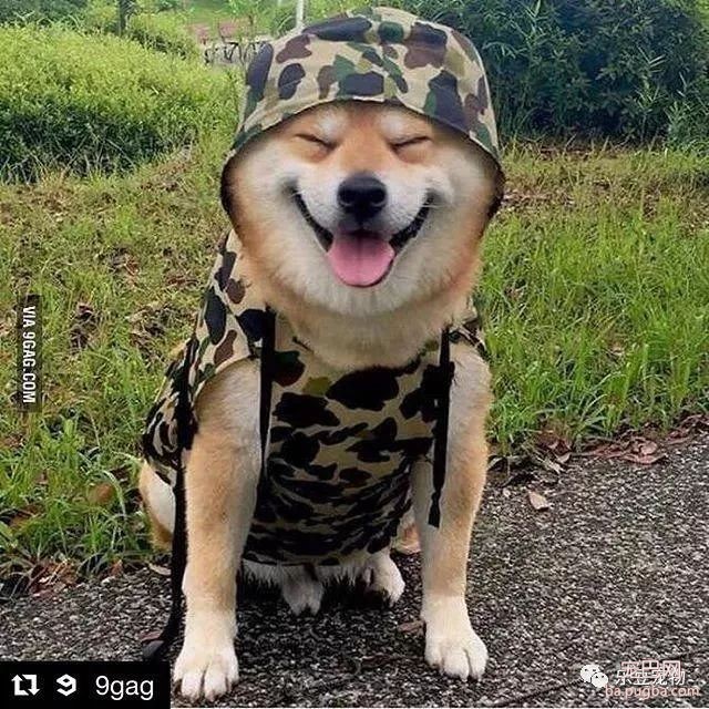 近日，一只柴犬因为会笑成为网红，网友：笑的这么美，不红都难！-2.jpeg