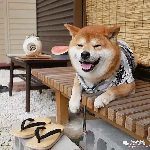 近日，一只柴犬因为会笑成为网红，网友：笑的这么美，不红都难！-3.jpeg