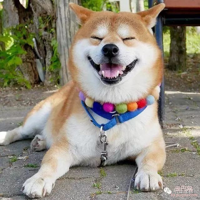 近日，一只柴犬因为会笑成为网红，网友：笑的这么美，不红都难！-4.jpeg