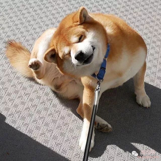 近日，一只柴犬因为会笑成为网红，网友：笑的这么美，不红都难！-6.jpeg