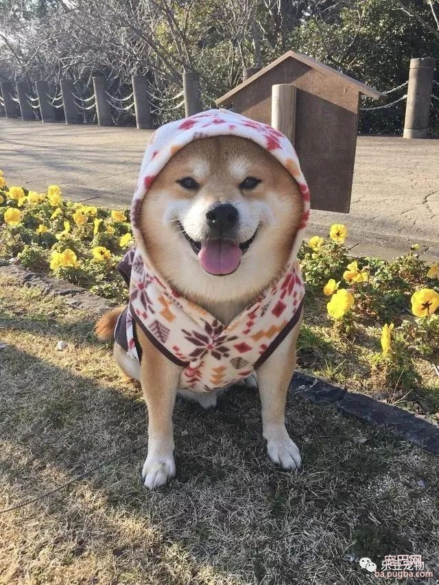 近日，一只柴犬因为会笑成为网红，网友：笑的这么美，不红都难！-5.jpeg
