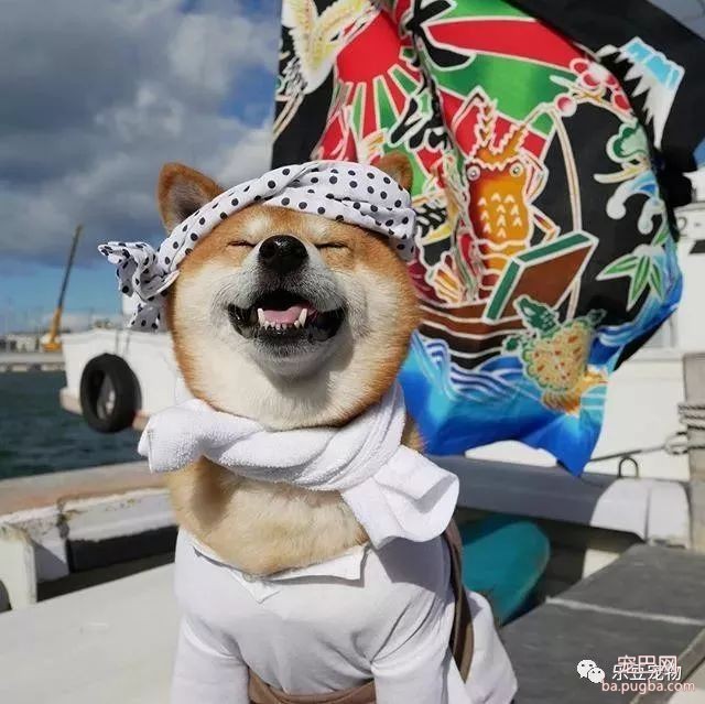 近日，一只柴犬因为会笑成为网红，网友：笑的这么美，不红都难！-8.jpeg