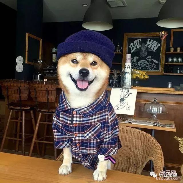 近日，一只柴犬因为会笑成为网红，网友：笑的这么美，不红都难！-10.jpeg