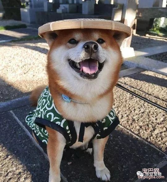 近日，一只柴犬因为会笑成为网红，网友：笑的这么美，不红都难！-9.jpeg