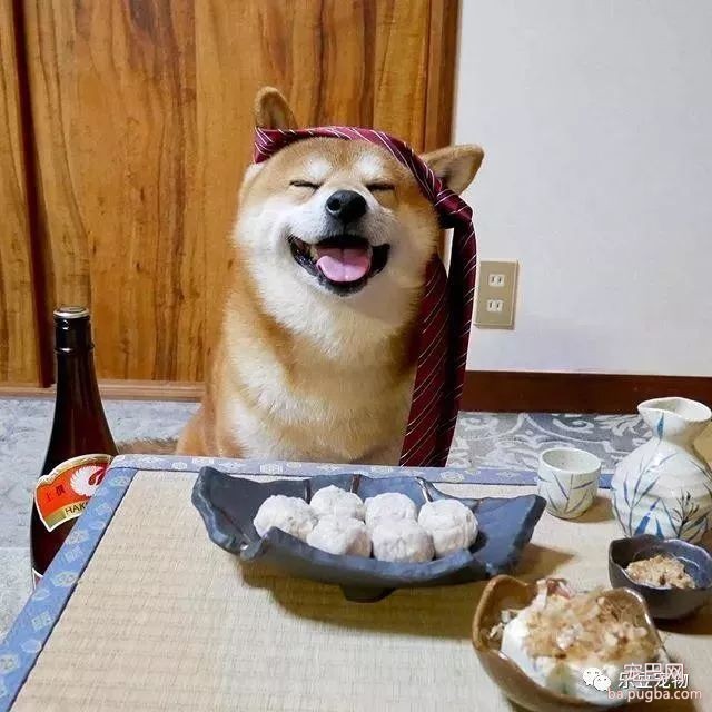 近日，一只柴犬因为会笑成为网红，网友：笑的这么美，不红都难！-7.jpeg