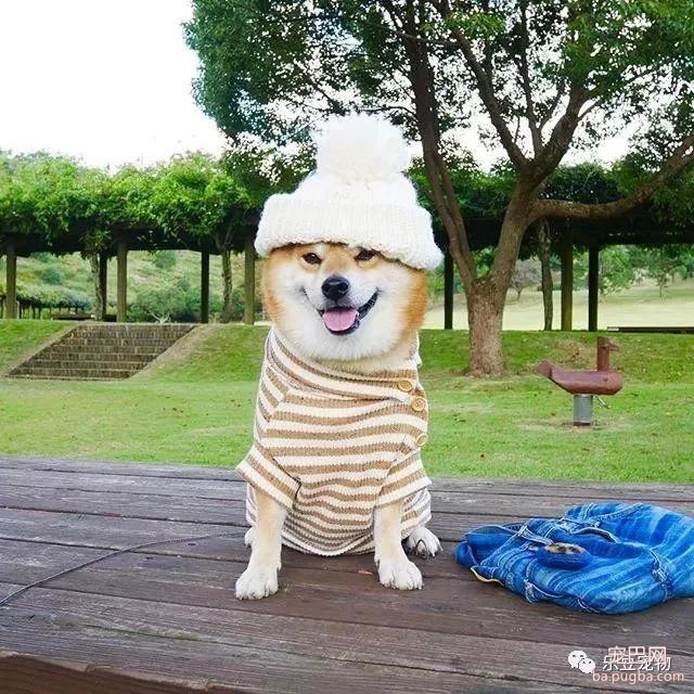近日，一只柴犬因为会笑成为网红，网友：笑的这么美，不红都难！-16.jpeg