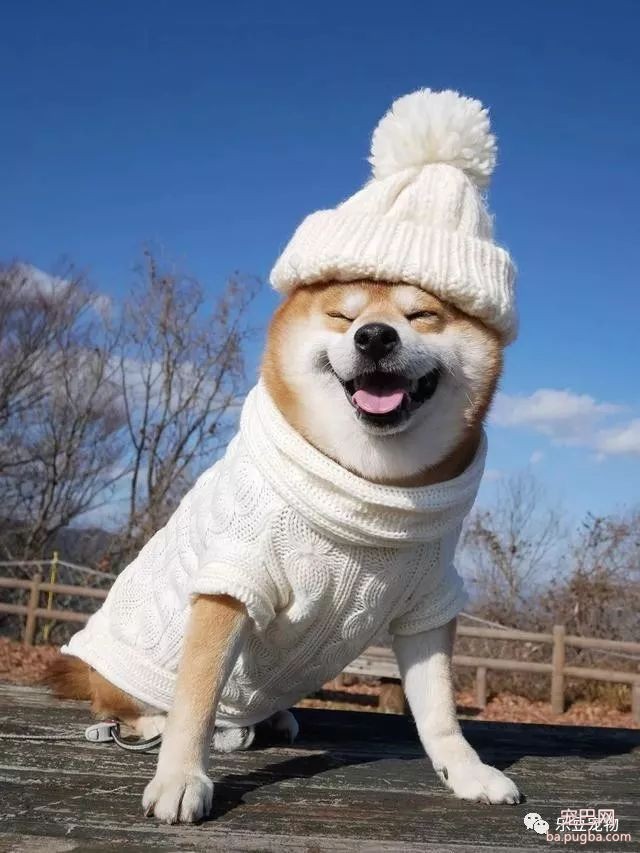 近日，一只柴犬因为会笑成为网红，网友：笑的这么美，不红都难！-12.jpeg