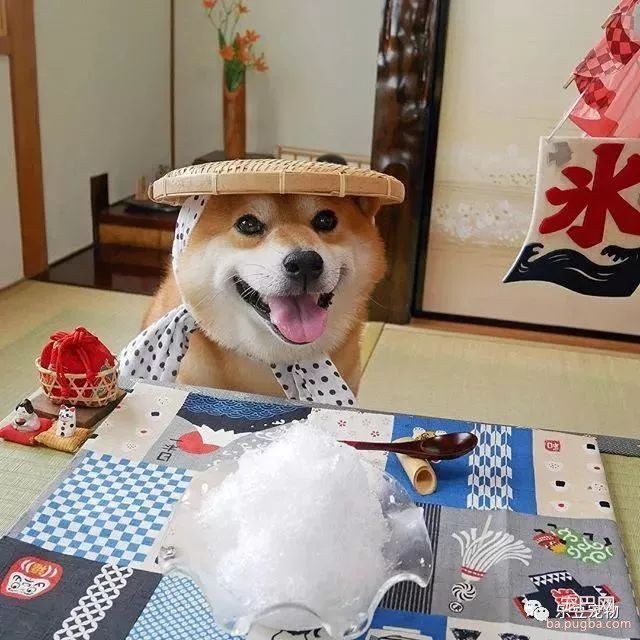 近日，一只柴犬因为会笑成为网红，网友：笑的这么美，不红都难！-13.jpeg