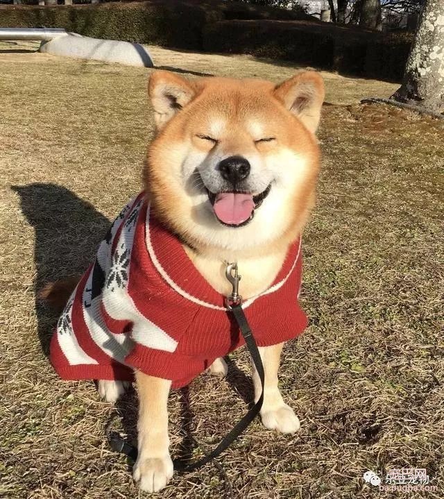 近日，一只柴犬因为会笑成为网红，网友：笑的这么美，不红都难！-11.jpeg