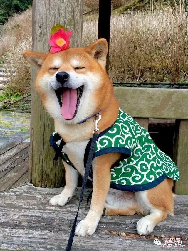 近日，一只柴犬因为会笑成为网红，网友：笑的这么美，不红都难！-15.jpeg
