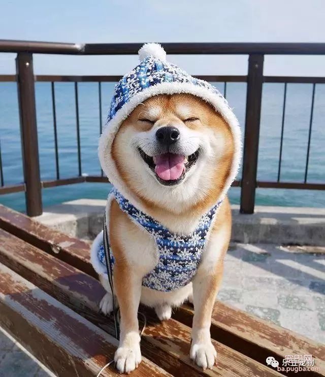 近日，一只柴犬因为会笑成为网红，网友：笑的这么美，不红都难！-14.jpeg